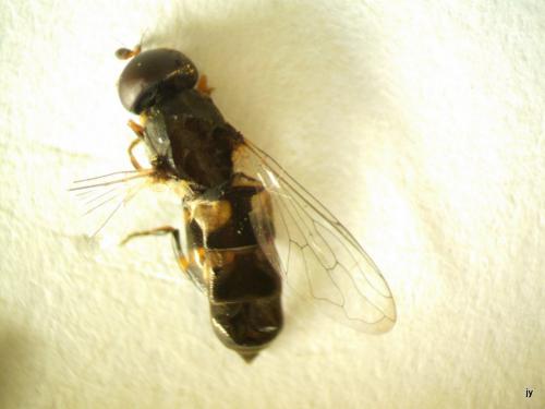 Syritta pipiens